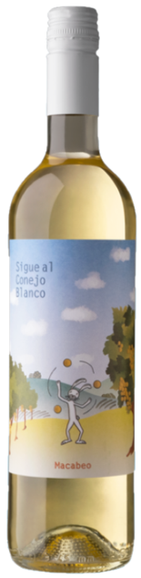 꼬네호 블랑코 마카베오 2022