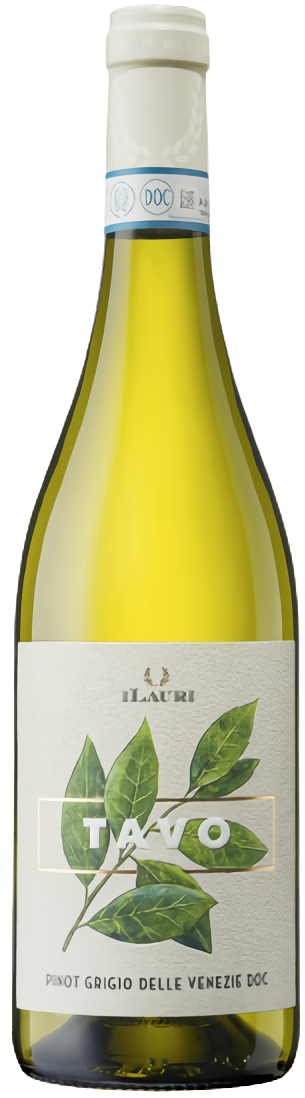 타보, 피노그리지오 델레 베네치에 2024