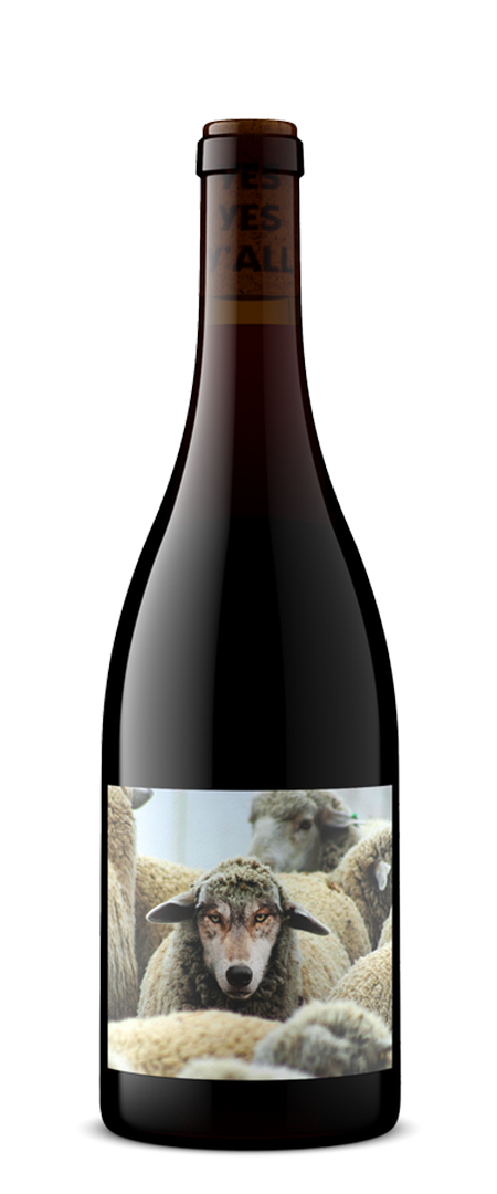 메종누아 인 쉽스 클로딩 피노 누아 2023